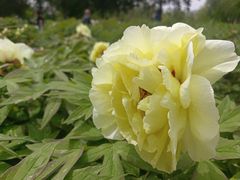 -莲花池公园
