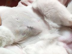 -佳怡动物医院·平价24小时·猫专科骨外科