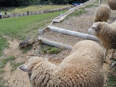 -神户市立六甲山牧场