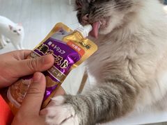 -喵的天空名猫咖啡馆·撸猫·猫舍·用品