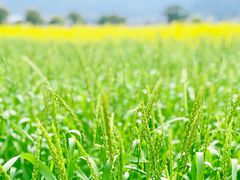 -楠溪江风景名胜区