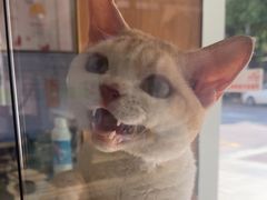 -可蒙动物医院·猫科·骨科中心(首义路店)