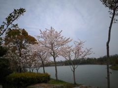 -上海海湾国家森林公园