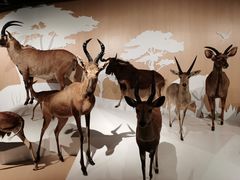 -陕西自然博物馆