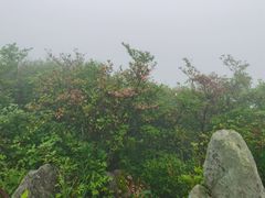 -大围山国家森林公园