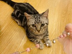 -猫咪派对(江南西店)