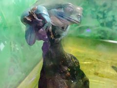 -上海大自然野生昆虫馆(东方明珠·爬宠昆虫探索中心)