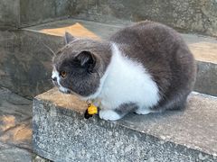 -蜜舍咖啡(洋人街店)