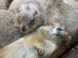 -Zoolung Zoolung动物主题公园(海信广场店)