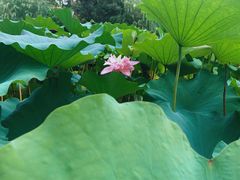 -陈家山荷花公园