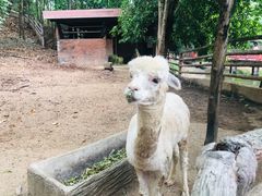 -清迈夜间动物园