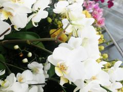 -三圣花乡旅游区