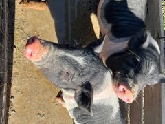 -祥源·阜阳生态乐园