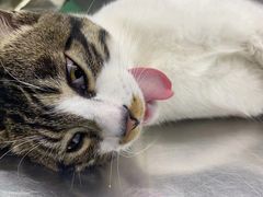 -瑞派动物医院·猫专科·至诚(江南中分院)