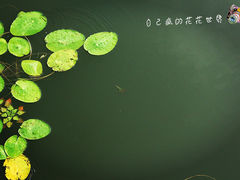 -呼兰河口湿地公园