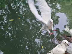 -西园寺素食(西园弄戒幢律寺店)