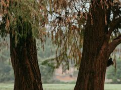 -南宁良凤江国家森林公园