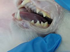 -瑞派康怡24h宠物医院·犬猫医疗中心·微创绝育(瑞景分院)