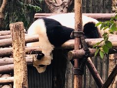 -中国大熊猫保护研究中心雅安碧峰峡基地