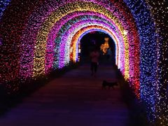 -杭州湾海上花田景区