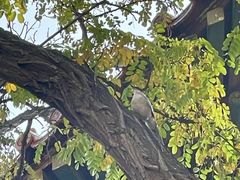 -挂甲禅寺