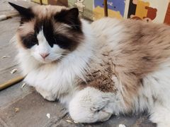 -喵屿·大理花园猫咖