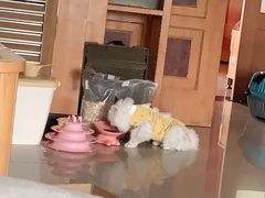 -宠福鑫康馨动物医院·骨科·眼科