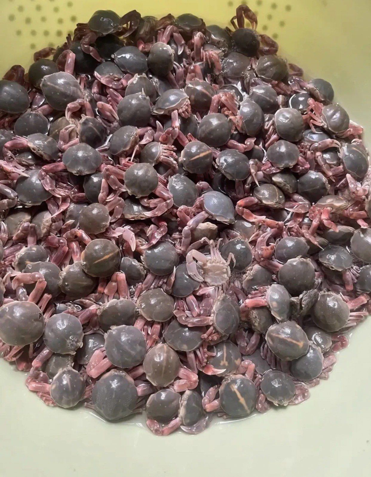 这些好吃的小虫子你吃过吗?