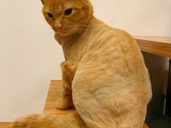-福懋动物医院·犬猫全科·外科·重症科(杏林分院)