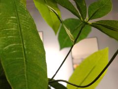 -吱咖啡西式简餐