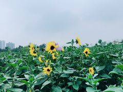 -二沙岛艺术公园