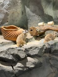 -Zoolung Zoolung动物主题公园(海信广场店)