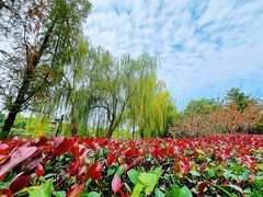-西安汉城湖景区