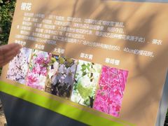 -高东镇樱花园