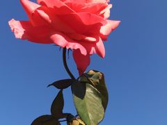 -香蜜公园