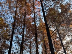 -白水寺森林公园
