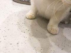 -贝利宠物医院·骨科·眼科·肿瘤转诊中心(南坪诊疗中心)
