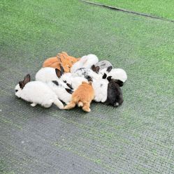 -萌宠亲子动物乐园(槐房万达店)