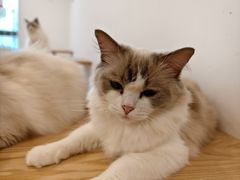 -有喵·猫咖·狗咖·40+猫狗有小奶狗(岗厦店)