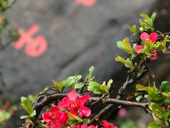 -无锡梅园公园