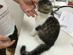 -创凡宠物医院·骨专科  猫科中心(西乡分院)
