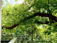 -湖北美术学院(昙华林校区)