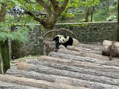 -都江堰中华大熊猫苑