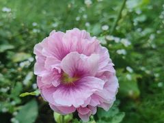 -东升八家郊野公园