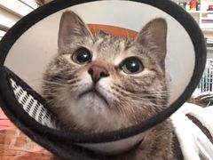 -佳怡动物医院·平价24小时·猫专科骨外科