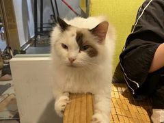 -猫亿天猫咖