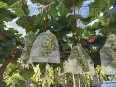 -马陆小张葡萄园农家乐