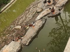-莲花池公园