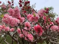 -海棠花溪(元大都城垣遗址公园)