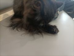 -喵园·猫主题咖啡厅·撸猫·猫咖(国贸店)